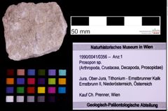 Foto (Objekt + Etiketten) von Prosopon sp. (NHMW-GEO-1990-0041-0356)